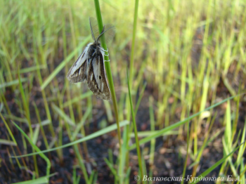 Nyssiodes lefuarius (Erschoff)  Пяденица лефуариус